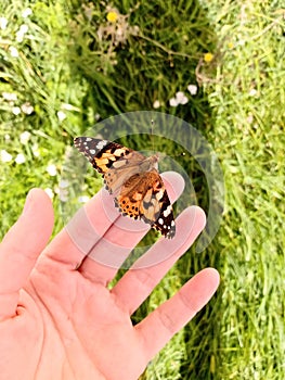 Vanessa carduiÂ - Painted Lady Butterfly sitting on a hand